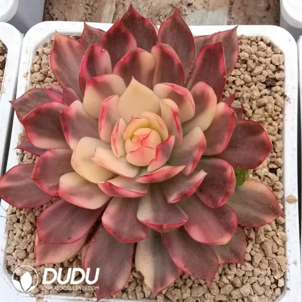 1756127238-1746003591-e-1.webp Echeveria Yeon-Deung Variegated - Image 1