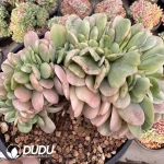 Echeveria Lemon Lime Variegated Cristata
