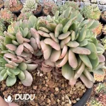 Echeveria Lemon Lime Variegated Cristata - Image 2