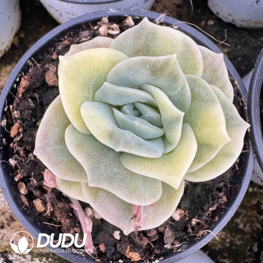 1756127244-1745400458-e201.webp Echeveria Lovely Rose Variegated - Image 1