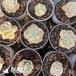 Echeveria Lovely Rose Variegated - Image 2