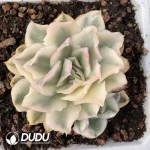 120MM Echeveria Purple Butterfly Variegated