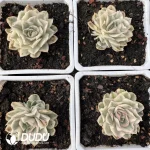 120MM Echeveria Purple Butterfly Variegated - Image 2