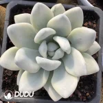 Graptoveria Opalina Mutations