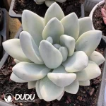Graptoveria Opalina Mutations - Image 2