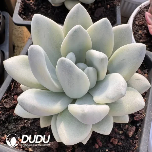 Graptoveria Opalina Mutations - Image 2