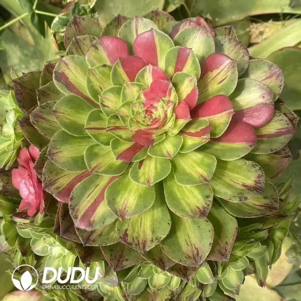 300MM Aeonium Zhifou Cluster - Image 1