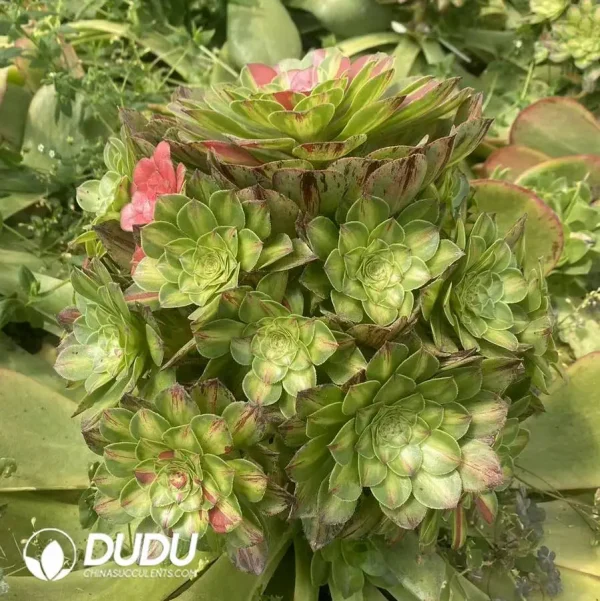 300MM Aeonium Zhifou Cluster - Image 2