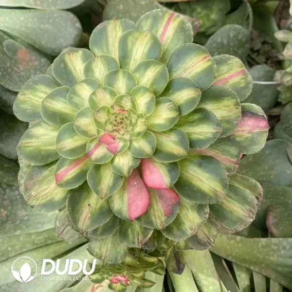 200MM Aeonium Zhifou Cluster - Image 1