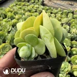 Aeonium Diplocyclum Cluster