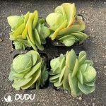 Aeonium Diplocyclum Cluster - Image 2