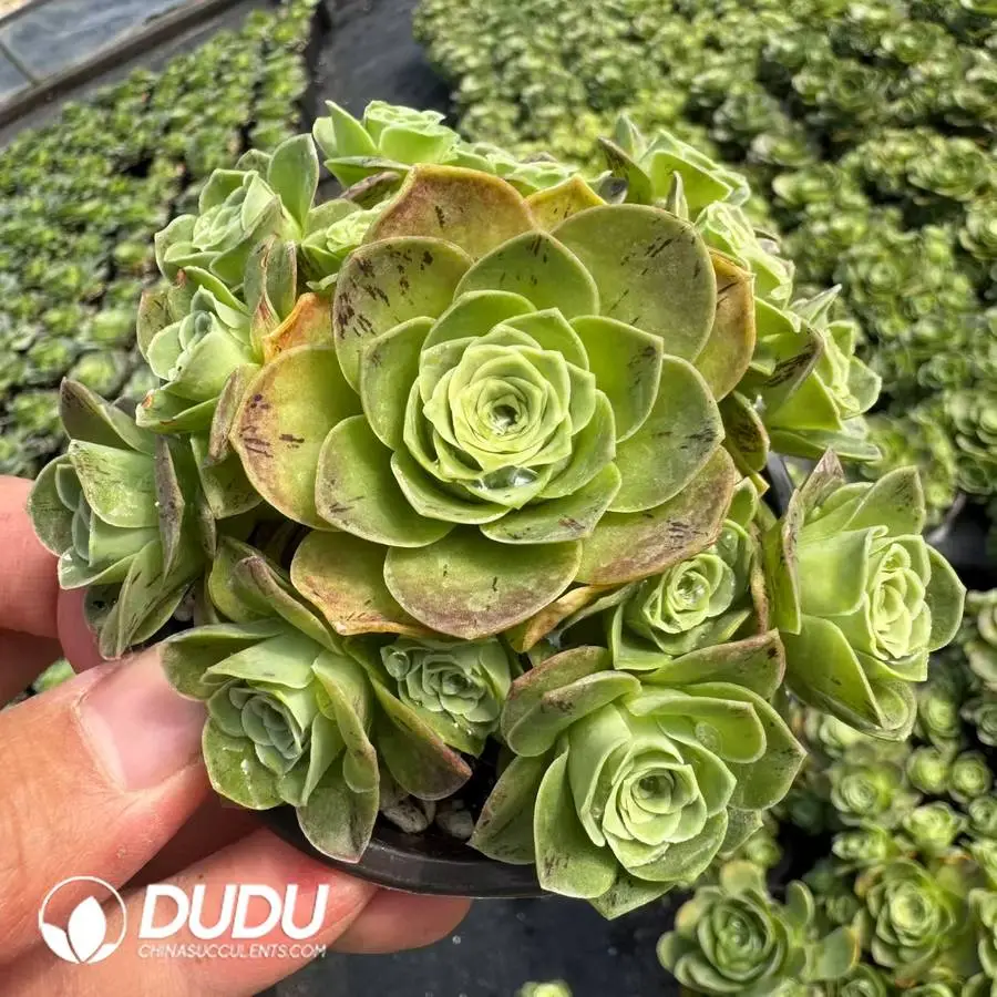 1756127271-1745400518-e201.webp Aeonium Massonia Pustulata Clustering - Image 1