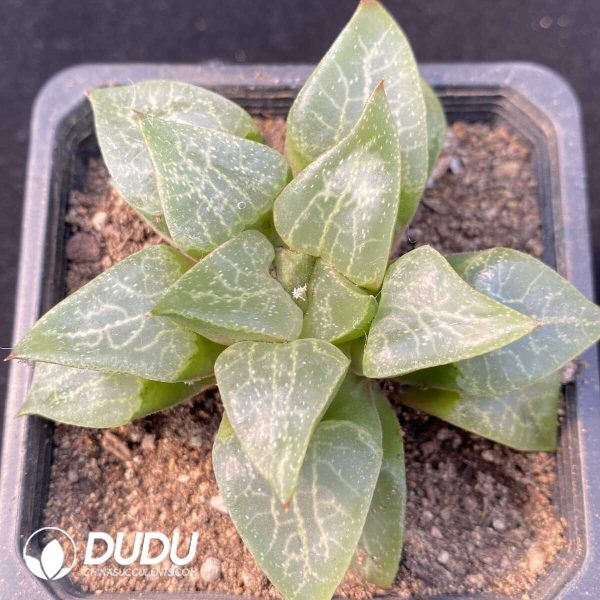 1756127273-1749192394-e201.jpg Haworthia Hagiwara Compto - Image 1