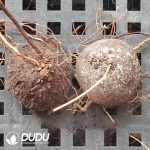 Dioscorea Mexicana Scheidw