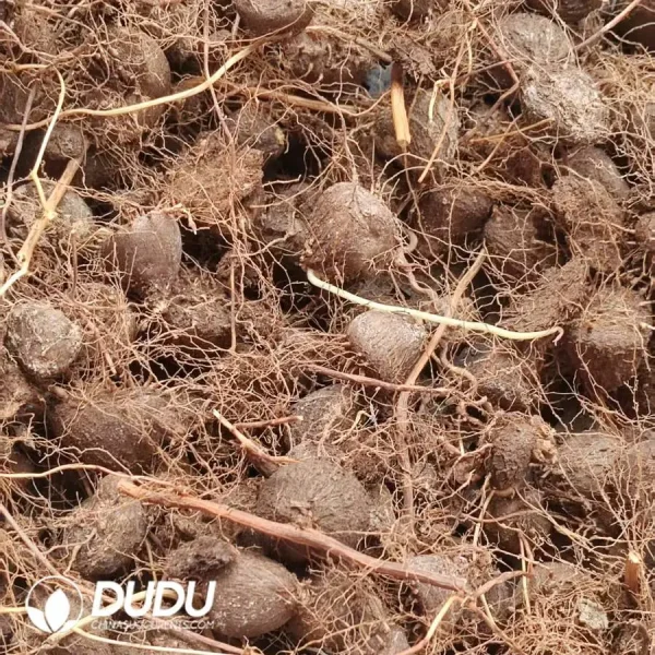 Dioscorea Mexicana Scheidw - Image 2