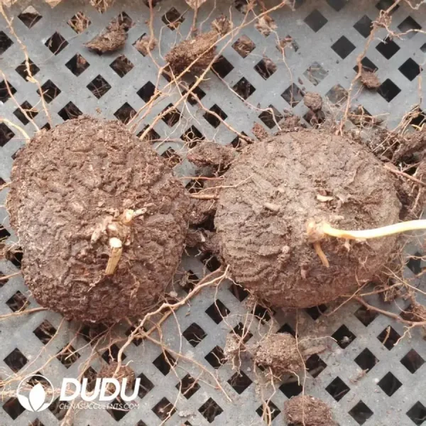 1756127279-1745400529-e201.webp Dioscorea Mexicana Scheidw - Image 1