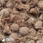 Dioscorea Mexicana Scheidw - Image 2