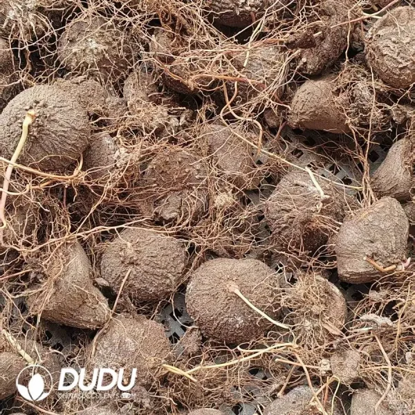 1756127280-1745400531-e202.webp Dioscorea Mexicana Scheidw - Image 2