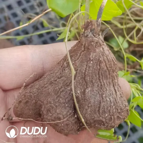 Dioscorea elephantipes - Image 1