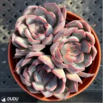 Echeveria Dark Ice Clustering