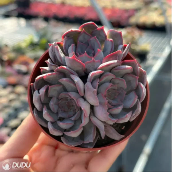 Echeveria Dark Ice Clustering - Image 2