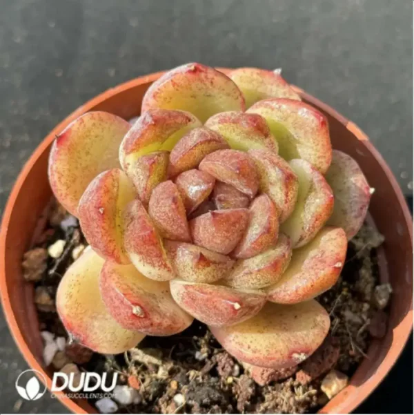 1756127286-1-2448.webp Echeveria 'Black Crystal' - Image 1