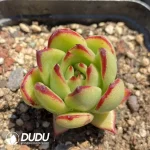 Echeveria agavoides 'Torchlight'