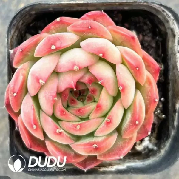 Echeveria Strawberry Cake - Image 1