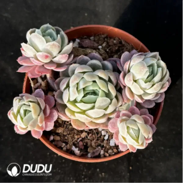 Echeveria Ice Berry Clustering - Image 1