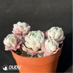 Echeveria Ice Berry Clustering - Image 4