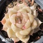 Echeveria Orange Diamond Series