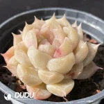 Echeveria Orange Diamond Series - Image 2