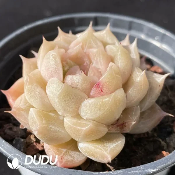 Echeveria Orange Diamond Series - Image 2