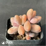 Pachysedum ganzhou