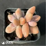 Pachysedum ganzhou - Image 2