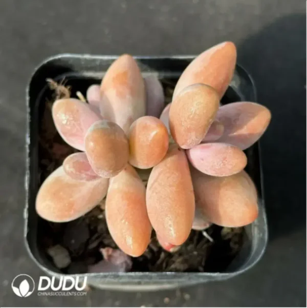 Pachysedum ganzhou - Image 2