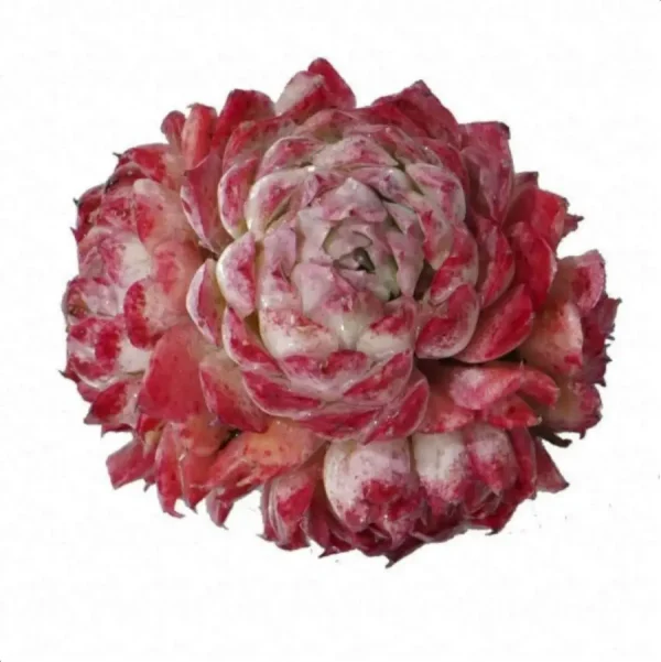 Echeveria Midget Crabapple Clustering - Image 1