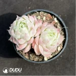 Echeveria Pear Horn Double Head