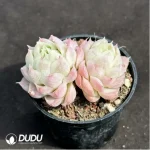 Echeveria Pear Horn Double Head - Image 2