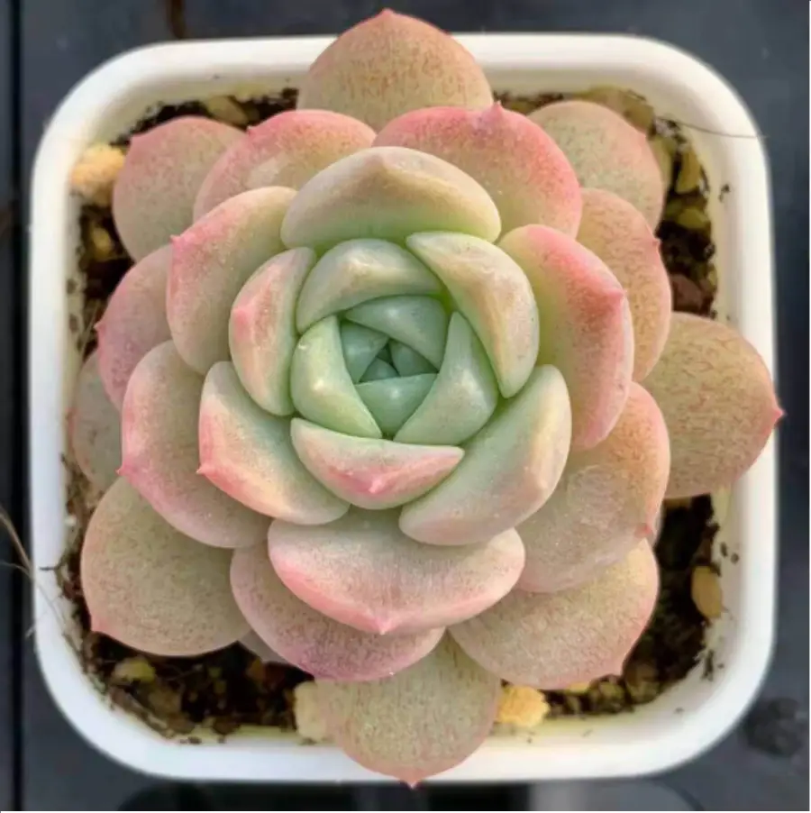 1756127306-1-2580.webp Echeveria Sweet stewed - Image 1