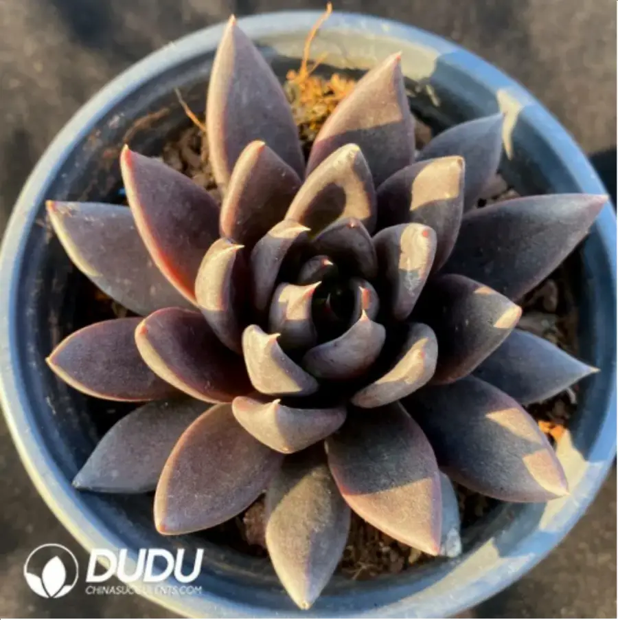 1756127308-1-83.webp 24pcs Echeveria Black Knight - Image 1