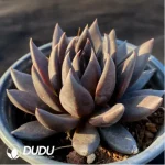 24pcs Echeveria Black Knight - Image 2
