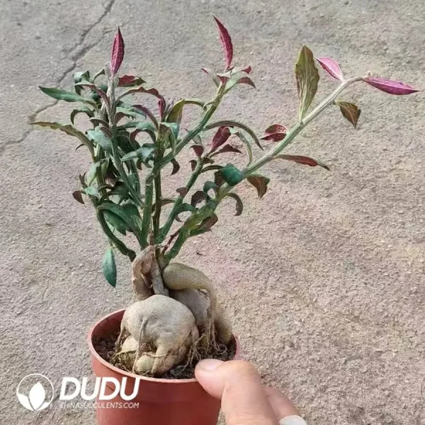 Euphorbia Monadenium montanum var. rubellum caudex - Image 1