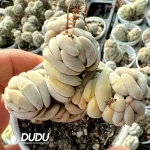 Crassula alstonii Clustering