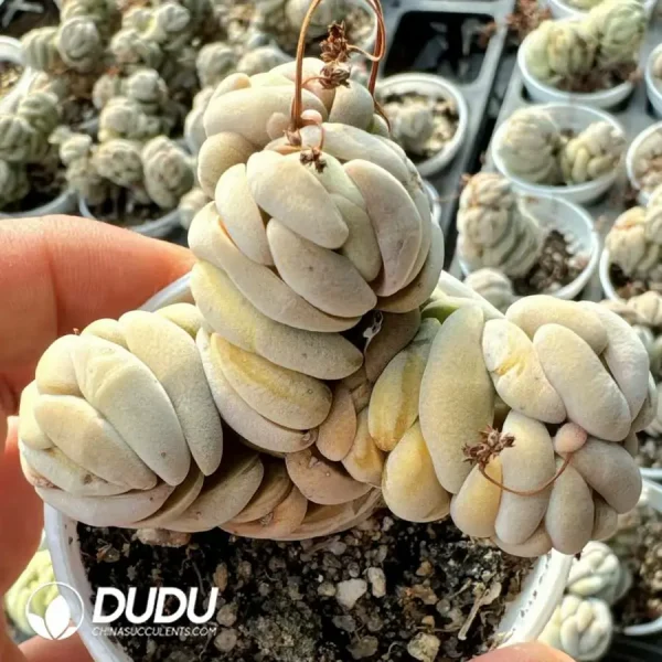 Crassula alstonii Clustering - Image 1