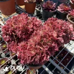 Aeonium Pink Witch Cristata