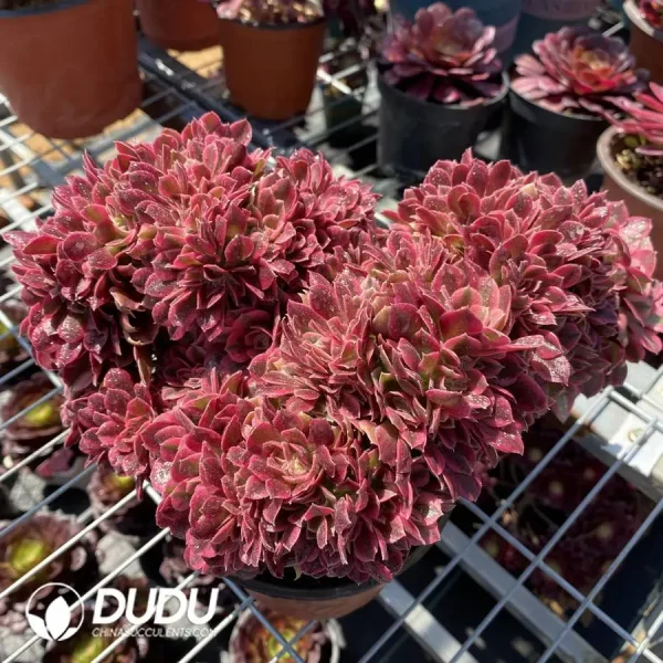 Aeonium Pink Witch Cristata - Image 1