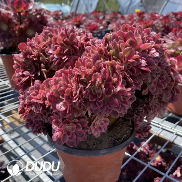 Aeonium Pink Witch Cristata - Image 2