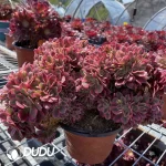 Aeonium Pink Witch Cristata - Image 3