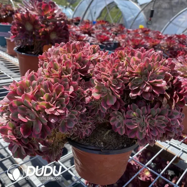 Aeonium Pink Witch Cristata - Image 3